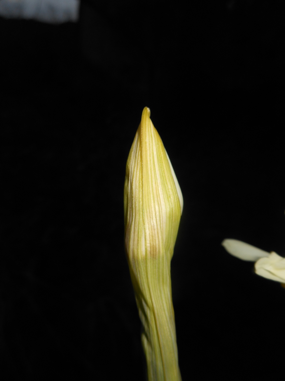 Narcissus tazetta L. subsp. italicus (Ker Gawl.) Baker